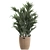 Exotic Indoor Plant Basket Collection 3D model small image 4