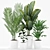 Exotic Plants Set: Palm Majesty, Rhapis Palm, Paradise, Rubber 3D model small image 3