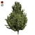 Hollywood Juniper 02: Realistic Quad-Optimized Tree 3D model small image 5