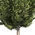 Hollywood Juniper 02: Realistic Quad-Optimized Tree 3D model small image 3