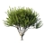 2024 Myrtle Tree - 1.1m Model 3D model small image 1