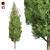 Italian Cypress Tree: High-Quality 4K Textures 3D model small image 1