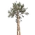 Lush Loblolly Pine: Optimal Quad Topology 3D model small image 2