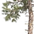 Lush Loblolly Pine: Optimal Quad Topology 3D model small image 4