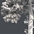 Lush Loblolly Pine: Optimal Quad Topology 3D model small image 5