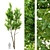 Tall Ash Tree - 12m Height 3D model small image 1