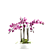 Pink Phalaenopsis Orchid 3D model small image 3