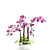 Pink Phalaenopsis Orchid 3D model small image 4