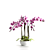 Pink Phalaenopsis Orchid 3D model small image 6