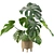 Tropical Monstera Plant - 90cm 3D model small image 3