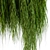 Evergreen Hanging Ivy Plant 3D model small image 2