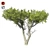 Monterey Cypress Tree: Realistic and Optimized 3D Model 3D model small image 1