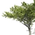 Monterey Cypress Tree: Realistic and Optimized 3D Model 3D model small image 4