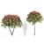 Ruby Glow Photinia Tree 3D model small image 1