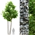 Tall Ash Tree - 6m High 3D model small image 1
