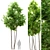 Tall Ash Tree - 6m High 3D model small image 3