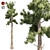 Optimized Conifer Tree Model 3D model small image 1