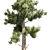 Optimized Conifer Tree Model 3D model small image 4