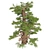 Optimized Western Juniper Tree 3D model small image 3