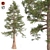 Premium Western Red Cedar Tree 3D model small image 1
