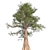 Premium Western Red Cedar Tree 3D model small image 2