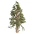 Premium Western Red Cedar Tree 3D model small image 3