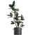 Concrete Pot Exotic Ficus 3D model small image 2