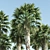 Elegant 12-14m Washington Palms 3D model small image 2