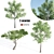 Tall and Majestic Acacia Trees 3D model small image 1