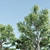 Tall and Majestic Acacia Trees 3D model small image 2
