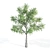 Tall and Majestic Acacia Trees 3D model small image 5