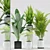 Exotic Plant Set: Palm Majesty, Alocasia, Aspidistra, Banana Plants 3D model small image 1