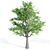  Trio of Majestic Ash Trees 3D model small image 4