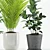 Tropical Plant Set - Majestic Palms & Alocasia 3D model small image 3