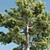  Majestic Pine Tree - 20m Height 3D model small image 2