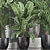 Indoor Plant Collection: Ficus, Banana Palm & Exotics 3D model small image 2