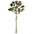 Giant 14m Araucaria Pine 3D model small image 3