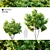 Twin Fig Trees: Elegant and Lush 3D model small image 1
