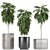 Indoor Plants Collection: Howea, Ficus, Dracaena, and More 3D model small image 2