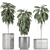 Indoor Plants Collection: Howea, Ficus, Dracaena, and More 3D model small image 3