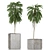 Indoor Plants Collection: Howea, Ficus, Dracaena, and More 3D model small image 4