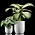 Tropical Plant Set: Dumb Cane & Peperomia 3D model small image 2