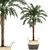Tropical Palm Collection 3D model small image 1