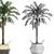 Tropical Palm Collection 3D model small image 5