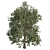 Trio of Majestic Arboreal Beauties 3D model small image 2