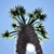 Tropical Paradise: Chinese Fan Palm Set 3D model small image 3