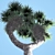 Tropical Paradise: Chinese Fan Palm Set 3D model small image 4