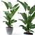 Tropical Plant Collection: Figs, Japanese Banana, Rubber Tree & Anthurium 3D model small image 3