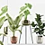 Tropical Plant Set: Alocasia, Calathea, Ficus 3D model small image 1