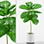 Fiddle-Leaf Fig Tree 3D Model 3D model small image 3